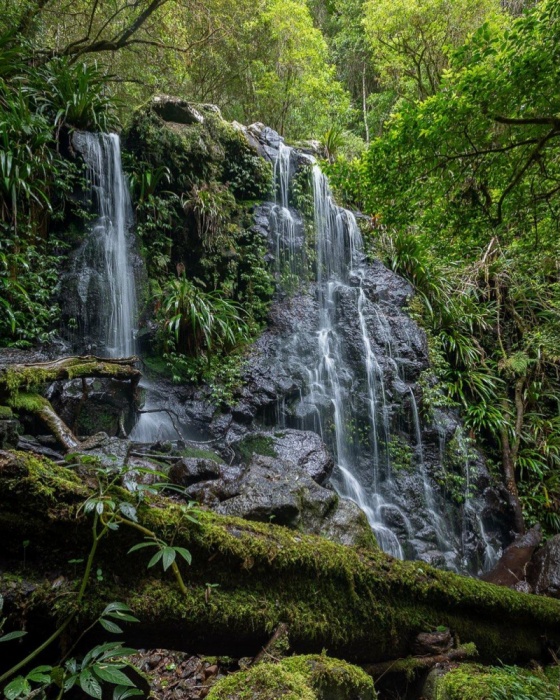 10. Lamington National Park-10. Lamington National Park