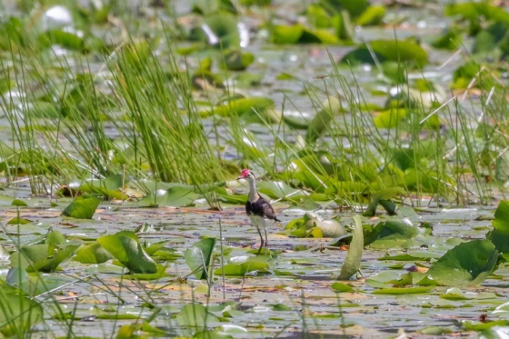 5. Cattai Wetlands-5. Cattai Wetlands
