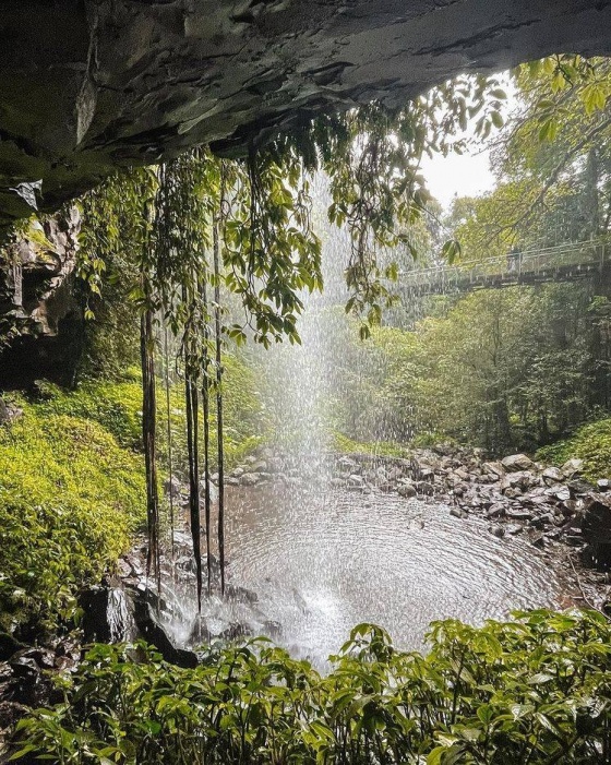 8. Dorrigo National Park-8. Dorrigo National Park